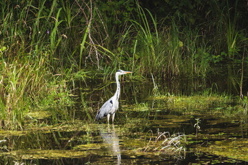 great gray and white heron in nature
