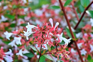 red flowers in the garden