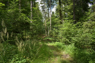 Mountain view, forest view