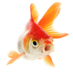 Gold Fish on White Background