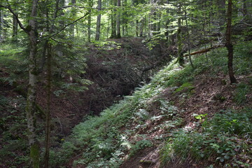 Mountain view, forest view
