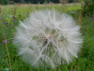 dandelion on green