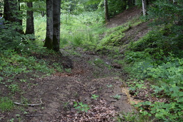 Mountain view, forest view
