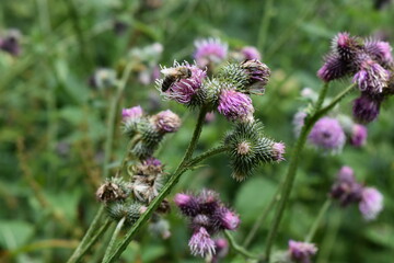 Bee, flower