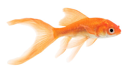 Fototapeta premium Comet Goldfish