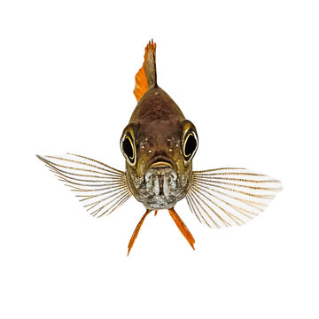 Little African Cichlid