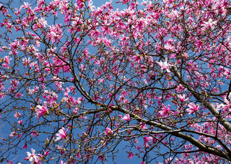 Colorful pink flowers blooming on a tree isolated against a blue sky background in spring