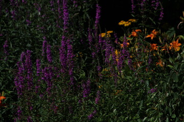 flowers in the grass