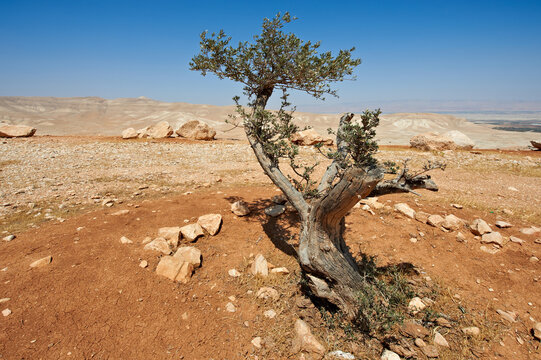 Olive Tree In Desert