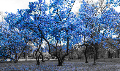 Obrazy  Niebieskie drzewa w surrealistycznej czarno-białej scenie leśnej w Central Parku w Nowym Jorku