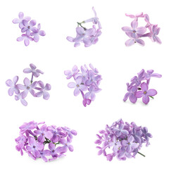 Fototapeta na wymiar Set of fragrant lilac flowers on white background
