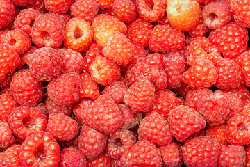 ripe red raspberries in a plastic container as natural background