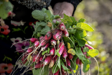 Hands of an old poorly dressed woman collecting radish in her garden. A bunch of radishes in the wrinkled hands of a rural worker.