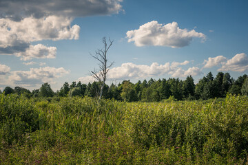 Calowanie Swamp - peatbog in the Masovian Landscape Park, Karczew, Poland