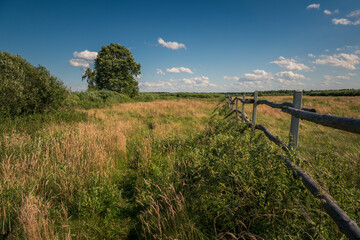 Obraz premium Calowanie Swamp - peatbog in the Masovian Landscape Park, Karczew, Poland
