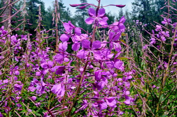 Fototapety na wymiar - Fototapeta24.pl