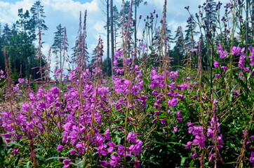 Blooming Willow herb in the forest on a sunny summer day, Ivan tea blooms with purple flowers