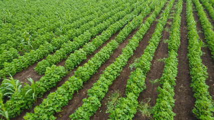 Fototapeta na wymiar Aerial view of green cotton field