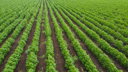 Aerial view of green cotton field