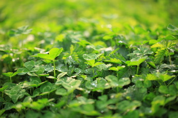 Grass background, green background