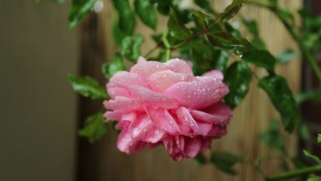 pink rose  in the garden with Big water Drops after  the rain 