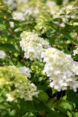 white Hortensia flowers