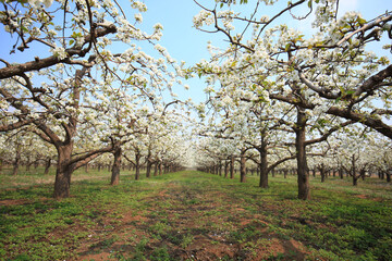 Fototapeta premium Pear trees blossom in spring