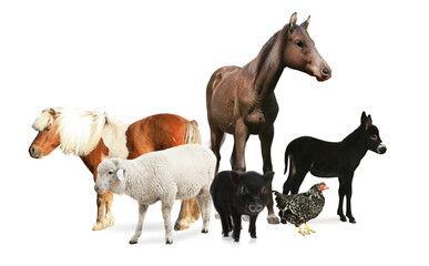 Collage with horse and other pets on white background. Banner design