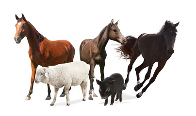 Naklejka na ściany i meble Collage with horses and other pets on white background. Banner design