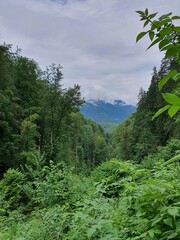 Fototapeta premium forest in the mountains
