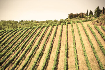 Fototapeta na wymiar Vineyards and olive groves in Italy