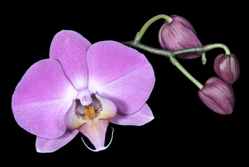 Obraz premium Blossoming flower with buds of pink orchid on a dark background