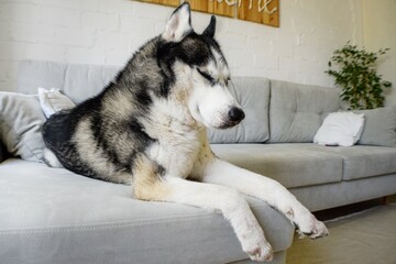 Siberian husky lies on a gray sofa in the apartment.