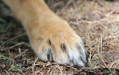 die Pfote vom Deutschen Sch&auml;ferhund