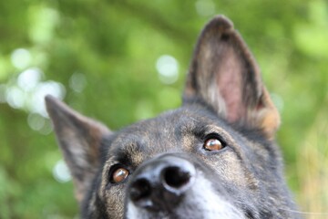 Die Sinne vom Deutschen Schäferhund Ohren Augen Nase Kopf
