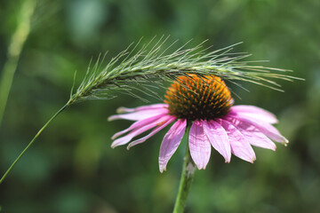 Echinacea flowers in the garden. Summer background.