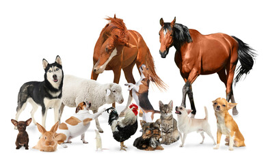 Collage with horses and other pets on white background