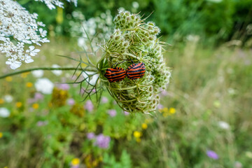 Feuerwanzen Paarung © focus finder