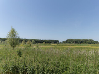 Nature reserve Oostvaardersveld, the Netherlands.