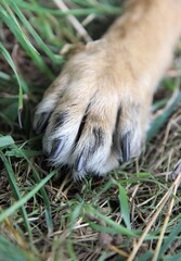 die Pfote vom Deutschen Schäferhund