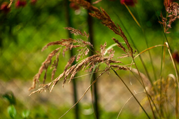 green grass in the garden