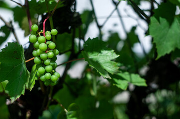 green grapes in the garden