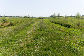 Nature reserve Oostvaardersveld, the Netherlands.