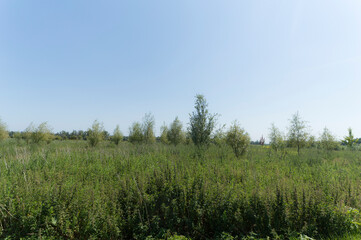 Nature reserve Oostvaardersveld, the Netherlands.