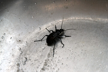A large black beetle on the bottom of a metal sink with water drops.