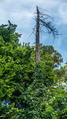 Abgestorbene Bäume im Wald