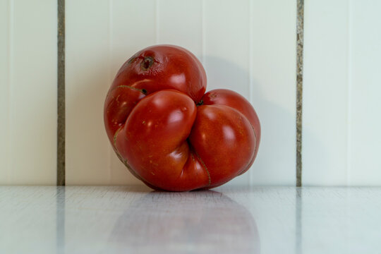 Ugly big red tomato as embrion lie on white table and reflex in it. Organic vegetables is good for nutrition because contains a lot of vitamins and microelements. Horizontal photo with copy space.