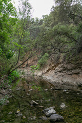 Fototapeta na wymiar reflection of trees in clear river water