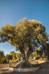 Millenary olive tree in Parc d'Estienne d'Orves (Olivier Millenaire du Parc Estienne) is an ancient...