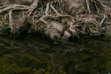 Obraz premium tree roots are reflected in the water